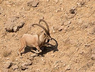 Climbers on Deosei Plateau  Tour
